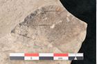 Foto (Detailansicht) von Cinnamomum polymorphum Braun (NHMW-GEO-2024-0188-7934)